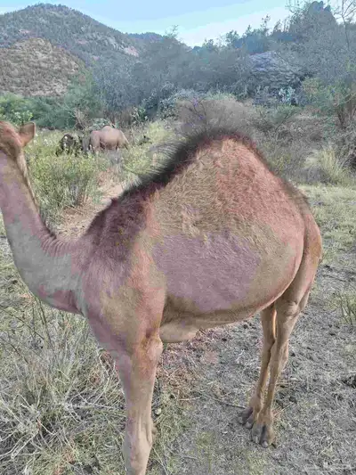 قعود فاخر على حليب أمه 0