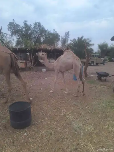 قعود للبيع 3