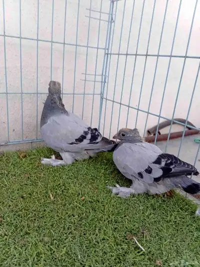 زوج حب رمان 3