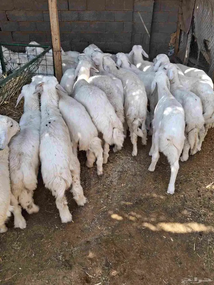 للبيع حري عدد25 فل شحم 4
