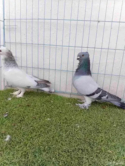 زوج حب رمان 5