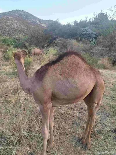قعود فاخر على حليب أمه 1
