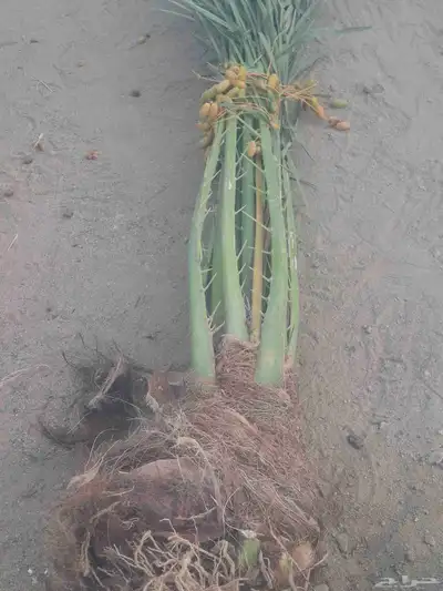 نخل البيع بجميع انوعه مكه جده 0