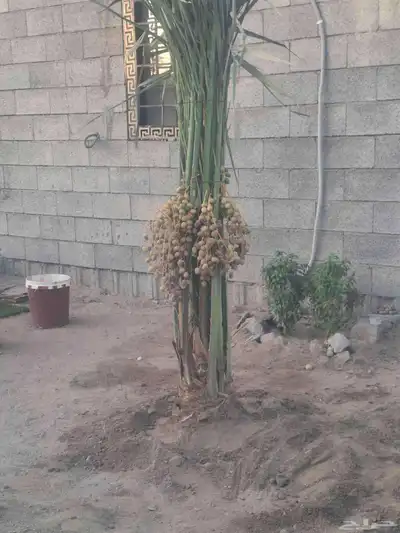 نخل البيع بجميع انوعه مكه جده 1