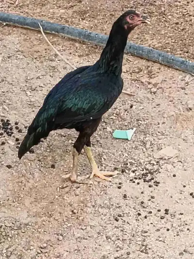 دجاج باكستاني 6