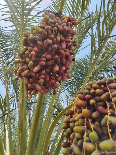 مزرعة للبيع بالمليليح المليليح عجوه صفاوي فاخره 4