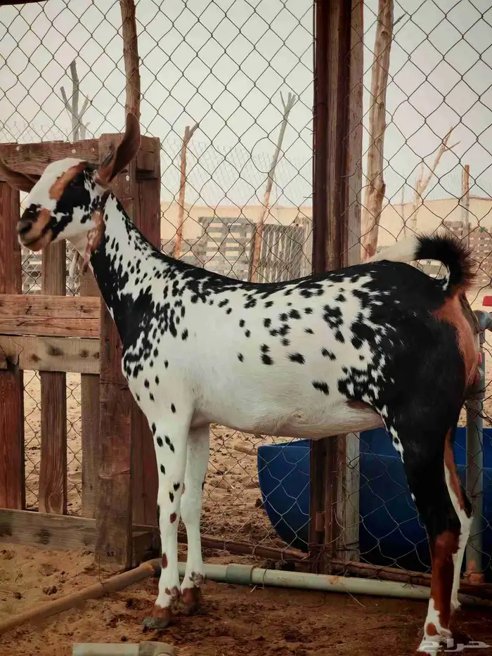 جفرة بيشية للبيع 2