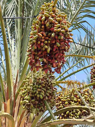 مزرعة للبيع بالمليليح المليليح عجوه صفاوي فاخره 9