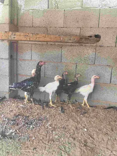 دجاجه سنديه معها خمسه فروخ 0