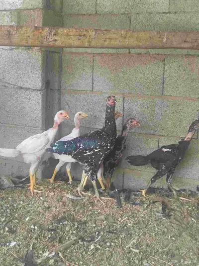 دجاجه سنديه معها خمسه فروخ 1