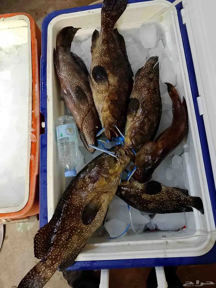 اسماك طازجة 7