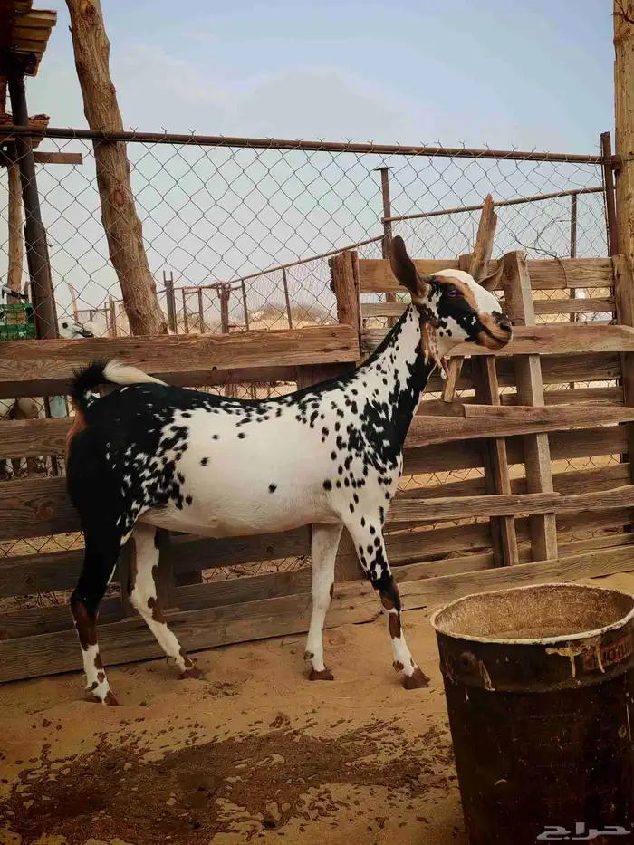 جفرة بيشية للبيع 1