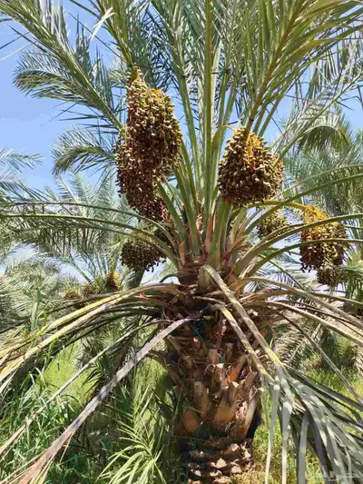 مزرعة للبيع بالمليليح المليليح عجوه صفاوي فاخره 6