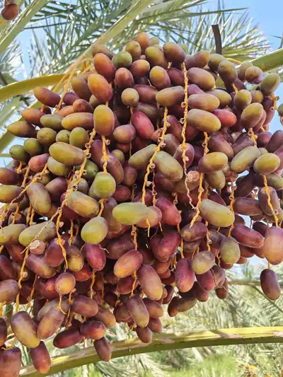 مزرعة للبيع بالمليليح المليليح عجوه صفاوي فاخره 3