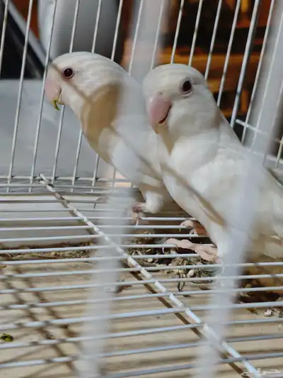 جوز روز منتج 2