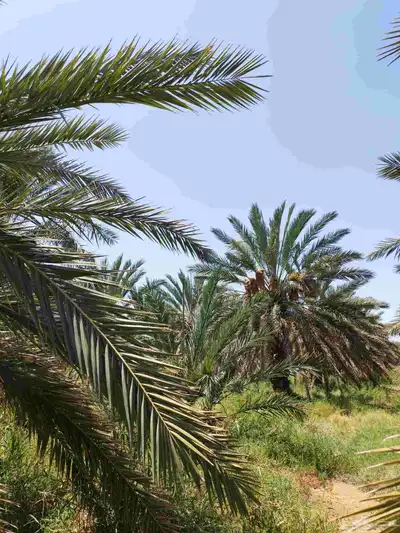 مزرعة للبيع بالمليليح المليليح عجوه صفاوي فاخره 11