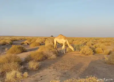 بكره هجن 0