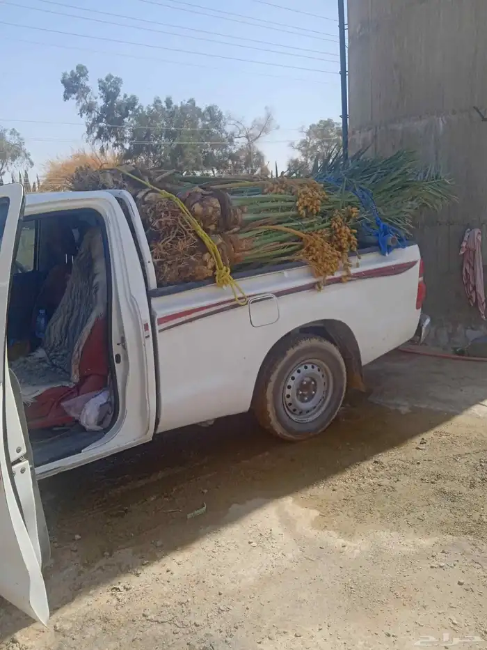 نخل خلاص وسكري وبرحي وصقعي 3