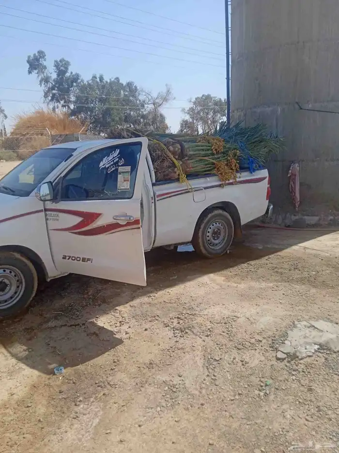 نخل خلاص وسكري وبرحي وصقعي 4