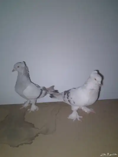 حمام تركي ثلجي للبيع 3
