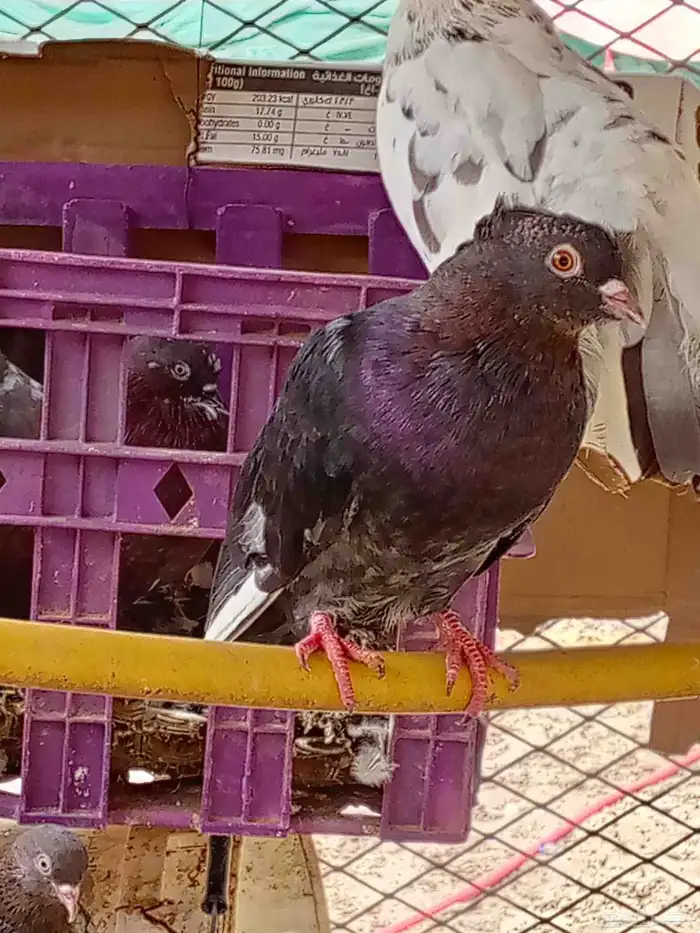 حمام للبيع الموقع حول محافظة المجاردة 9