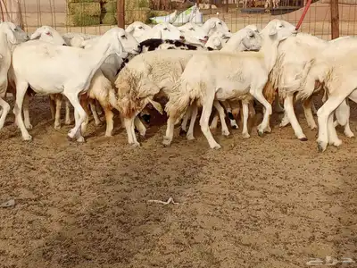 خلفات العدد 17تحتها16 6
