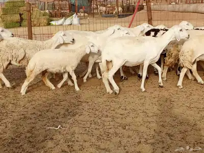 خلفات العدد 17تحتها16 8