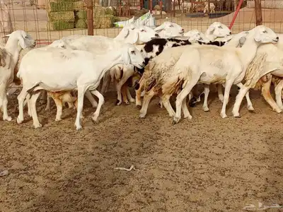 خلفات العدد 17تحتها16 7