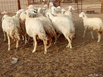 خلفات العدد 17تحتها16 9