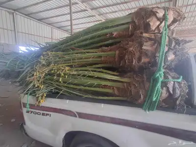 نخل البيع بجميع انوعه مكه جده 4
