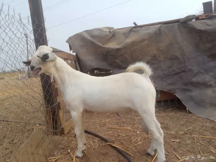 تيس بيشي فاخر 1