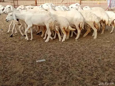 خلفات العدد 17تحتها16 4