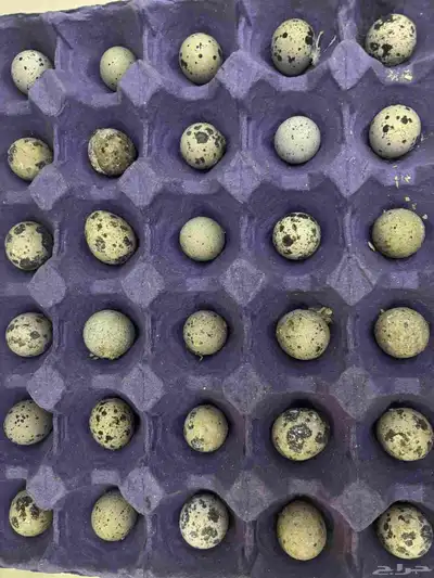بيض السمان الطازج 1
