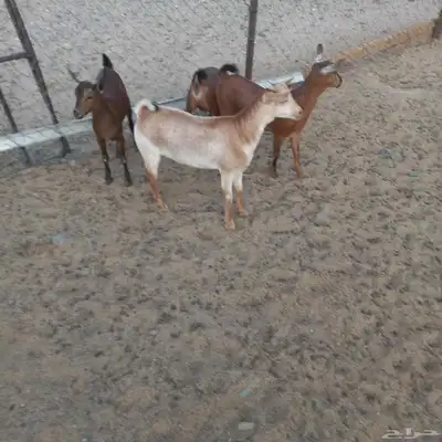 جفرات جنوبيه مندي فل شحم 5