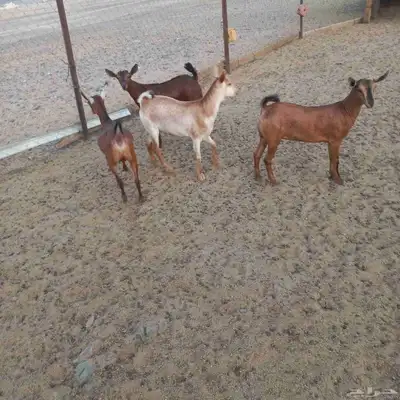جفرات جنوبيه مندي فل شحم 0