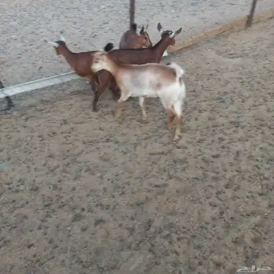جفرات جنوبيه مندي فل شحم 3