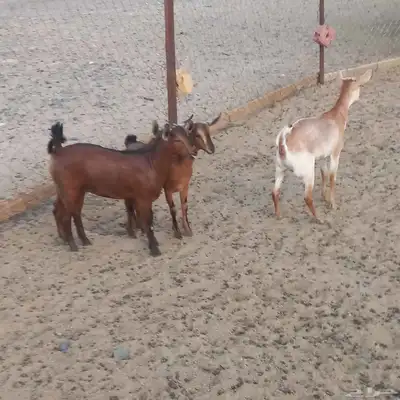 جفرات جنوبيه مندي فل شحم 2