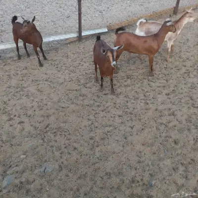 جفرات جنوبيه مندي فل شحم 6