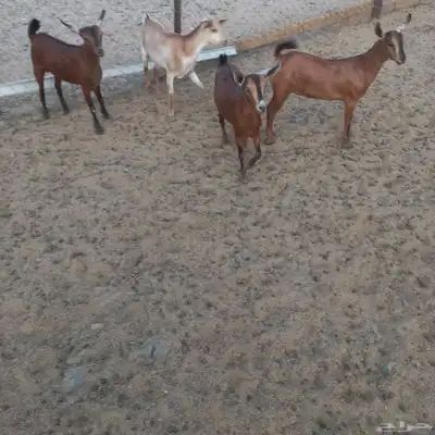 جفرات جنوبيه مندي فل شحم 4