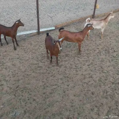 جفرات جنوبيه مندي فل شحم 7