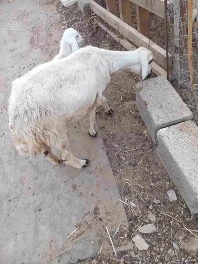 بسم الله ماشاء الله ثنتين ضان لبيع مناتيج الأولى سنها رباع 2