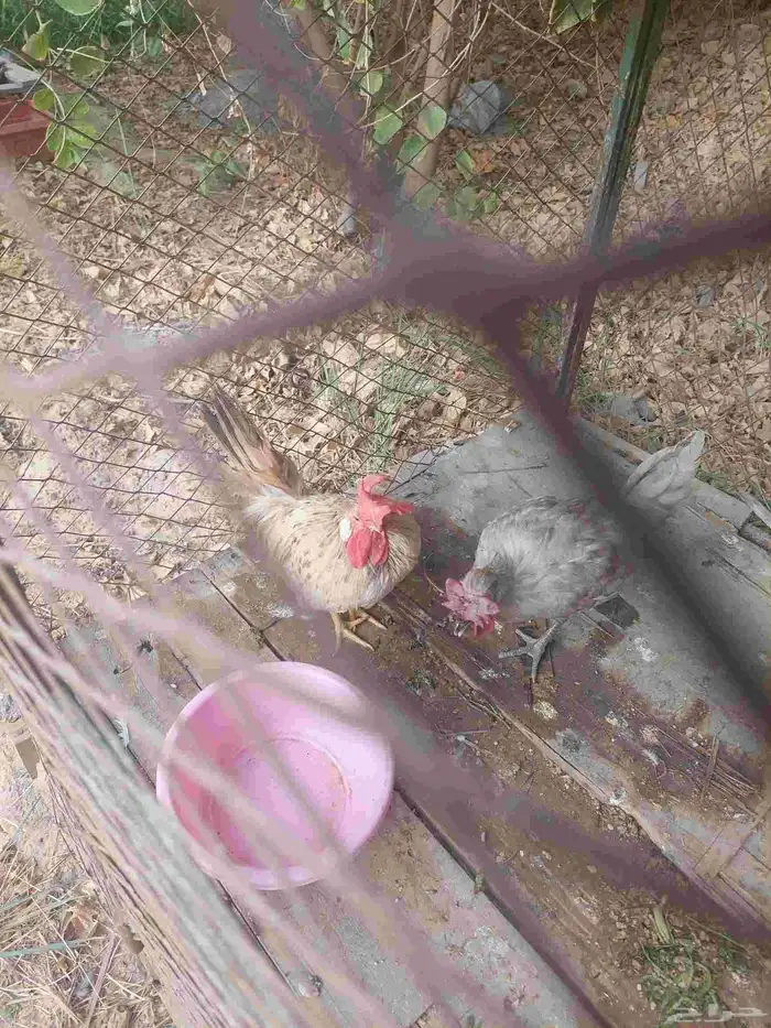 ديج جبانيز قزم للبيع 3