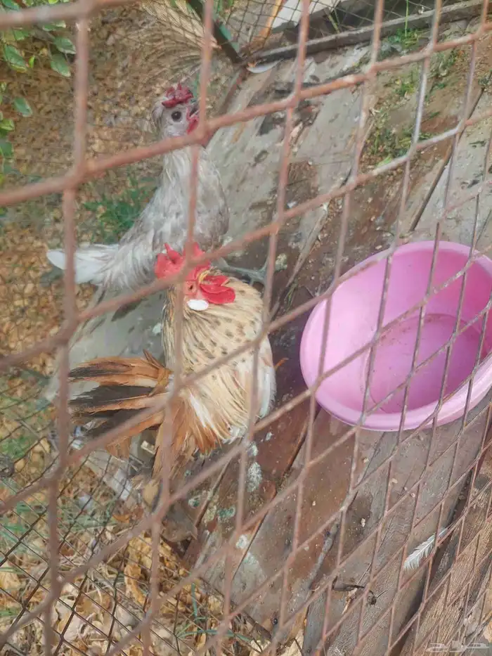 ديج جبانيز قزم للبيع 4