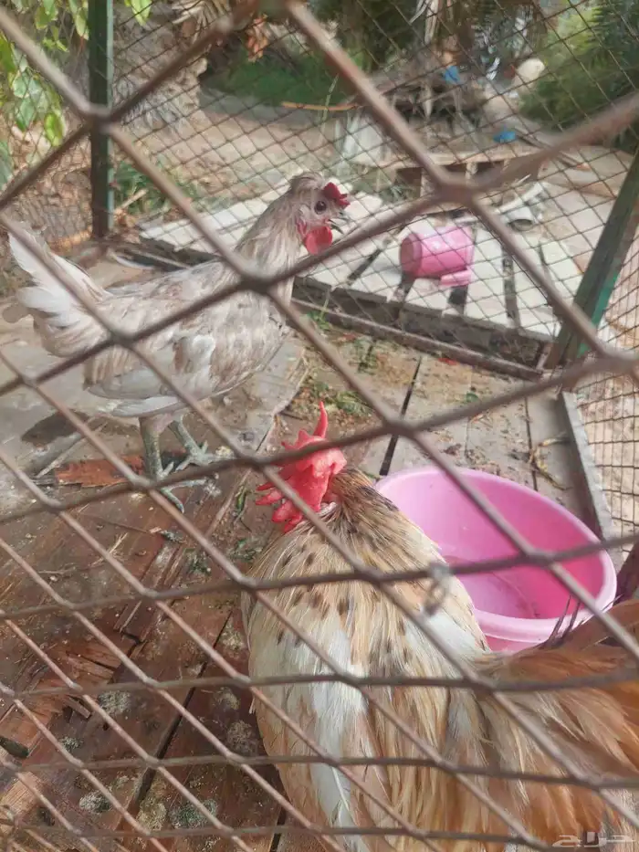 ديج جبانيز قزم للبيع 5