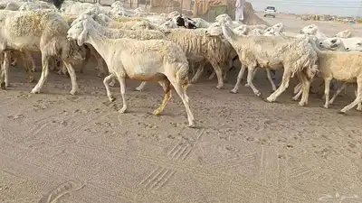 العدد 120 رأس دفيع ومضاريع أسنانها مراح 3