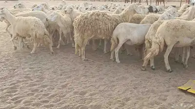 العدد 120 رأس دفيع ومضاريع أسنانها مراح 0