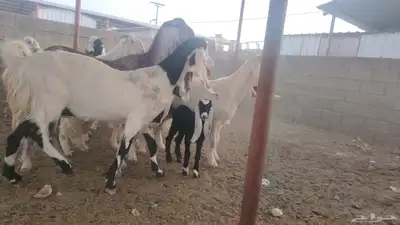 معزا هولنديات مزايين 8