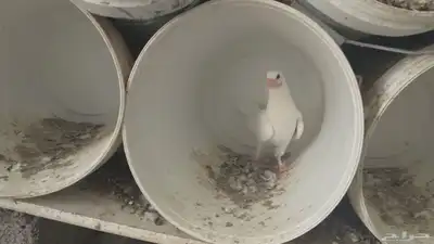 زغاليل حماح فرنسي 0