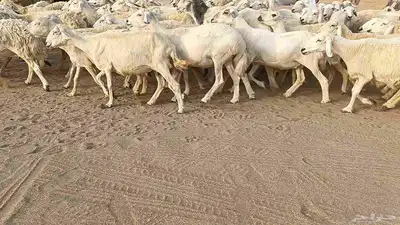 العدد 120 رأس دفيع ومضاريع أسنانها مراح 4