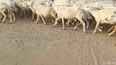 العدد 120 رأس دفيع ومضاريع أسنانها مراح 2